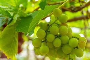 rojo y verde viñedo en el temprano Brillo Solar con rechoncho uvas cosechado cargado esperando rojo vino nutricional bebida en ninh Thuan provincia, Vietnam foto