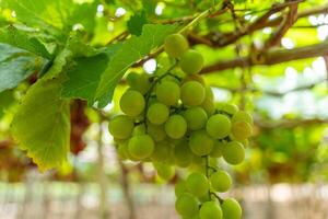 rojo y verde viñedo en el temprano Brillo Solar con rechoncho uvas cosechado cargado esperando rojo vino nutricional bebida en ninh Thuan provincia, Vietnam foto