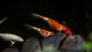 koi pescado habitat en el artificial pescado estanque en frente de el casa, un ambientalmente simpático concepto y para relajante. video