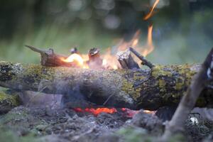 The fire. Log wood on fire. photo