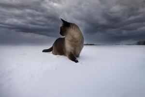 Siamese cat walks in the snow against the background of the evening sky. photo