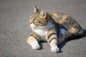 A street cat is lying on the asphalt. photo