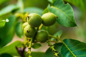 Raw walnut. Walnuts in a green shell. Walnut tree grow waiting to be harvested. photo