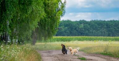 Full length view of the two small puppies jumping, running and having fun with a flying drone. Animals and dogs concept photo