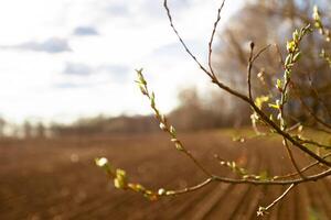 Tender branches of spring vines with swollen buds against the background of blurred nature. Spring came. photo