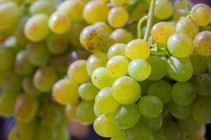 Clusters of elite green grape varieties with large berries close-up. photo