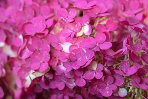 Floral background. Pink phlox flowers close up. photo