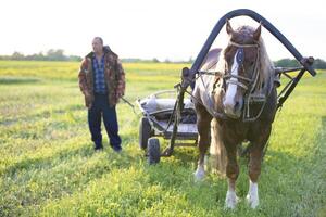 A horse with a cart stands on the field and behind a blurry man. Country horse. photo