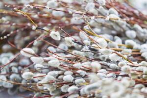 Many branches of flowering spring willow photo