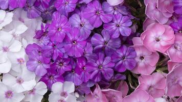 Beautiful flowers. Purple and white phlox close-up. photo