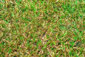 the texture of the grass is a bit dry during the long dry season photo