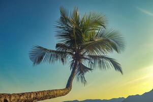 un Coco árbol en el playa a oscuridad o puesta de sol foto