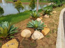 ornamental plants and stones in a garden near the lake photo