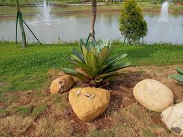 ornamental plantas y piedras en un jardín cerca el lago foto