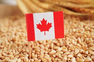 Canada flag on grain wheat, trade export and economy concept. photo