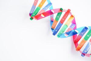 DNA molecule spiral structure model isolated on white background, chromosome and gene chemical science biology. photo