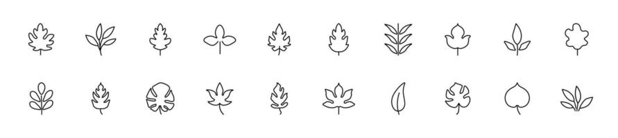 Collection of thin line icons of leaves. Linear sign and editable stroke. Suitable for web sites, books, articles vector