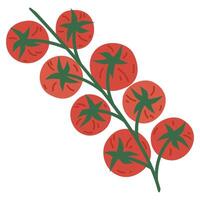 Cartoon cherry tomato. Hand drawn raw tomatoes vegetable. Organic tasty garden tomato flat vector illustration on white background