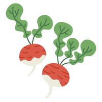 Cartoon radish. Hand drawn raw tasty radish vegetable. Organic garden radish flat vector illustration on white background