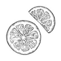 Lemon slice vector illustration. Hand drawn graphic clipart of lime on white isolated background. Linear drawing of orange. Outline sketch of citrus fruit. Black line art of chopped grapefruit