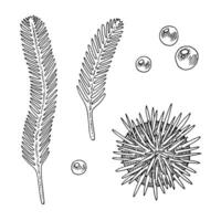 Set Seaweed and Sea Urchin vector line art. Outline under water plants and animal. Hand drawn graphic clipart. Linear drawing on isolated background. Bubbles on the bottom sketch