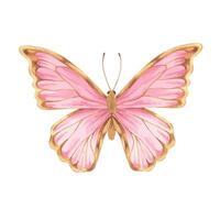 Butterfly Vector illustration. Hand drawn graphic clip art on white isolated background. Watercolor drawing of insect with pink and gold wings. Flying moth sketch for children's birthday decorations