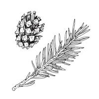 Pinecone and christmas tree branch set. Vector illustration of spruce twig. Hand drawn graphic clipart of pine cone. Black line art. Linear drawing on isolated background. Outline sketch of fir sprig.