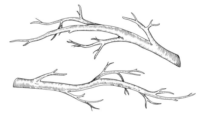 Branch tree set. Vector illustration of dry leaf less twig. Hand drawn graphic clip art of bare on isolated background. Linear drawing of bark bough. Outline sketch of stick. Black contour line art.