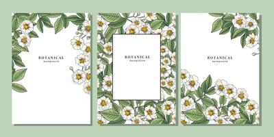 Set of templates with white wild rose flower or dog rose. Rosa canina pattern on white background. Frame design with floral elements for banner, poster, placard, flyer, cover vector