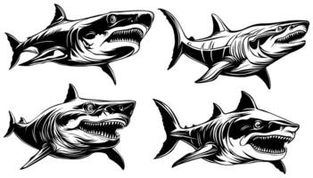 conjunto megalodon tiburón icono. peligroso Oceano monstruo depredador monocromo diseño vector ilustración