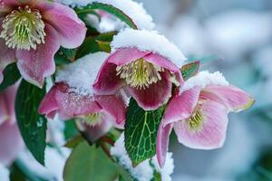 AI generated Helleborus flowers with snow in garden. Hellebore winter rose blooms photo