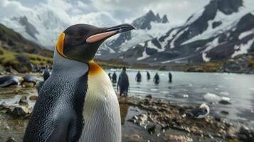 AI generated King Penguin among its colony in a snowy habitat photo