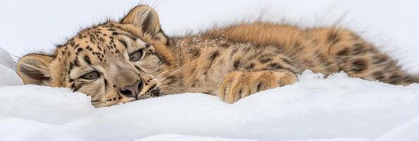 AI generated Snow leopard blending in snowy habitat, perfectly camouflaged against the white background photo