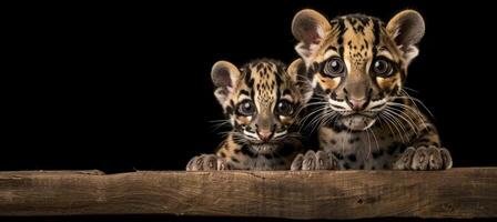 AI generated Male clouded leopard and cub portrait with empty space for text, object on right side photo