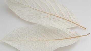 AI generated Illuminated white tree leaf skeleton texture background close up with detailed patterns photo