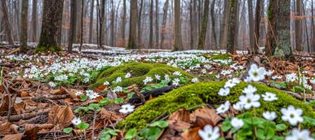 AI generated Tranquil spring forest landscape with mossy rocks and tiny flowers, ideal for text overlay photo