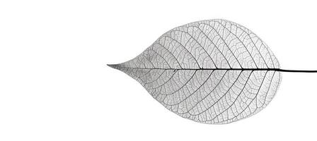 AI generated Intricate white leaf skeleton texture background for elegant designs and artistic decorations photo