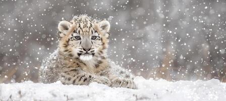 AI generated Snow leopard blending into snowy natural habitat, utilizing camouflage in the wild photo