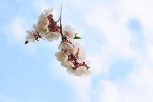 Beautiful white delicate tender spring flowers against the blue sky. photo