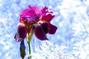 púrpura rosado gladiolo y invierno hielo paisaje foto