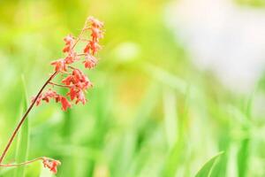 Red cute wild flower bell among green grass in the meadow photo