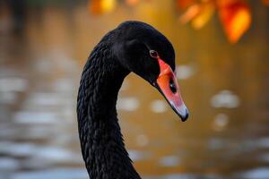 AI Generated Black swan on water surface, close up photo