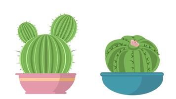 cactus with blooming flowers pop up animation, alpha channel transparent background video