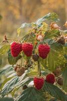 ripe raspberries in a garden on a green background photo