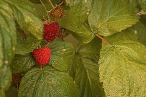 ripe raspberries in a garden on a green background photo