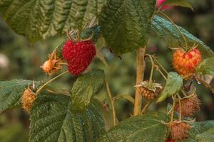 ripe raspberries in a garden on a green background photo