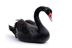 AI Generated Black swan on white background photo