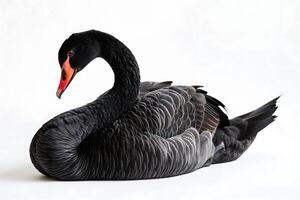 AI Generated Black swan on white background photo