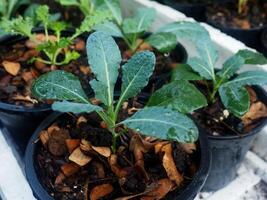 kale vegetable in pot baby and growing up een vegetable healthy care photo