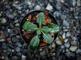 col rizada vegetal en maceta bebé y creciente arriba een vegetal sano cuidado foto